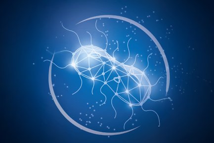 Akkermansia muciniphila