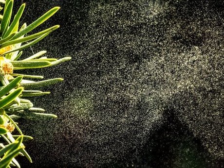 Heuschnupfen durch Pollen