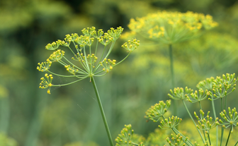 Heilpfanze Fenchel