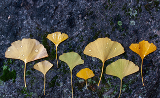 Ginkgo