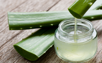 Heilpflanze Aloe Vera