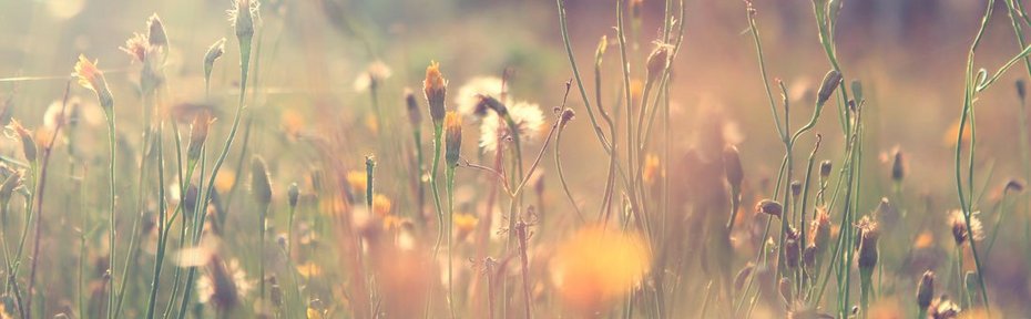 Blumenwiese - Pollen, Heuschnupfen, Allergie