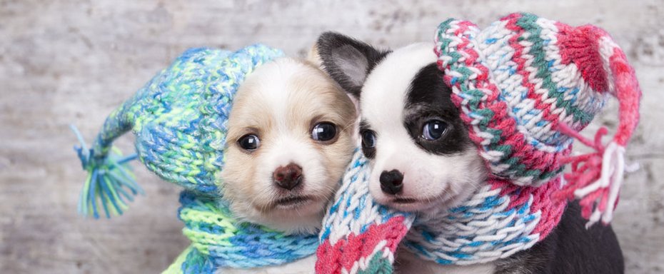 Zwei Chihuahuas mit Mütze und Schal